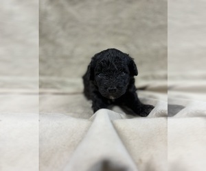 Poodle (Miniature) Puppy for sale in ATOKA, OK, USA