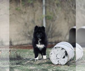 Siberian Husky Puppy for sale in HEMET, CA, USA