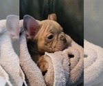Small Photo #7 French Bulldog Puppy For Sale in POPLAR, CA, USA