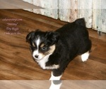 Small Photo #16 Aussie-Corgi Puppy For Sale in LIND, WA, USA