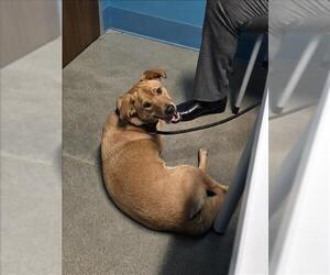 Labrador Retriever-Unknown Mix Dogs for adoption in Houston, TX, USA