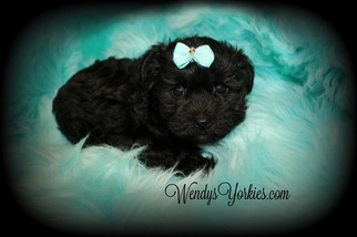 Poodle (Toy)-Yorkshire Terrier Mix Puppy for sale in POWDERLY, TX, USA