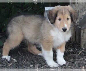 Collie Puppy for sale in FREDERICKSBURG, OH, USA