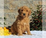 Small #3 Goldendoodle-Poodle (Standard) Mix