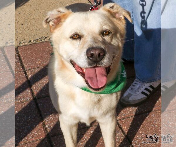 Medium Photo #7 Labrador Retriever-Retriever  Mix Puppy For Sale in Washington, DC, USA