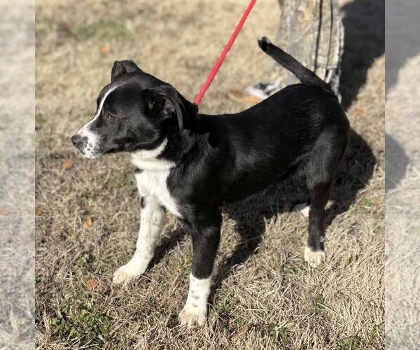 Medium Photo #3 Border Collie-Unknown Mix Puppy For Sale in Yardley, PA, USA