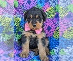 Small Photo #2 Rottle Puppy For Sale in KIRKWOOD, PA, USA