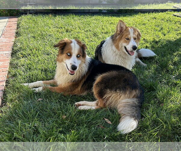 Medium Photo #3 Australian Shepherd-Unknown Mix Puppy For Sale in Paso Robles, CA, USA