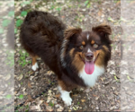 Small Photo #6 Australian Shepherd-Unknown Mix Puppy For Sale in Cranston, RI, USA