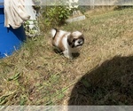 Small Photo #58 Shih Tzu Puppy For Sale in VENETA, OR, USA