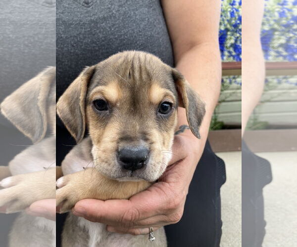 Medium Photo #5 Mutt Puppy For Sale in Winter Park, CO, USA
