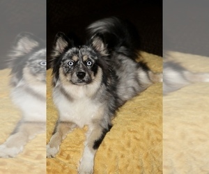 Mother of the Pomsky puppies born on 10/25/2022