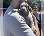 Small #4 Mutt