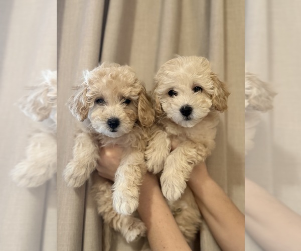 Medium Photo #3 Bichon Frise Puppy For Sale in VANCOUVER, WA, USA