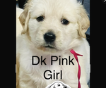 Puppy 4 Golden Retriever