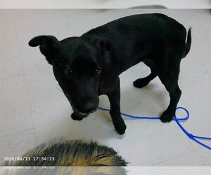 Labrador Retriever-Unknown Mix Dogs for adoption in Oroville, CA, USA