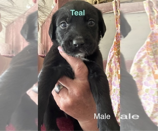 Medium Photo #3 Golden Retriever-Unknown Mix Puppy For Sale in MARION, IN, USA