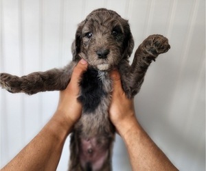 Aussiedoodle-Goldendoodle Mix Puppy for Sale in ORANGEVALE, California USA