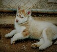 Small #1 Siberian Husky
