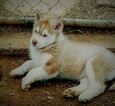 Small Photo #2 Siberian Husky Puppy For Sale in TUCSON, AZ, USA