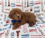 Small #7 Poodle (Miniature)