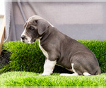 Small #3 Great Dane