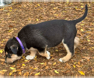 Bellatrix - Female Gerberian Shepsky Dog for Adoption - Photo #18