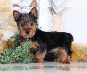 Yorkshire Terrier Puppy for sale in MOUNT VERNON, OH, USA