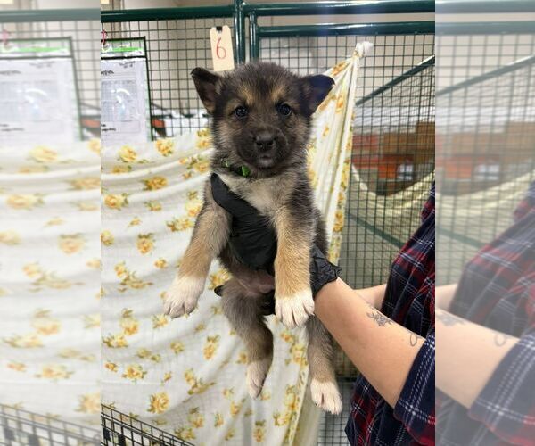 Medium Photo #1 Mutt Puppy For Sale in Calgary, Alberta, Canada