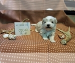 Small Photo #6 Maltipoo (Miniature) Puppy For Sale in BROOKFIELD, MO, USA