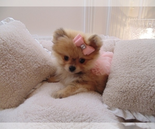 Medium Photo #5 Pomeranian Puppy For Sale in HOMESTEAD, FL, USA