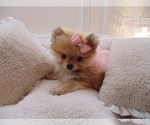 Hand delivery - Female Pomeranian Puppy for Sale - Photo #5