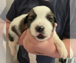 Small #3 Saint Bernard