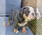Puppy BB English Bulldog