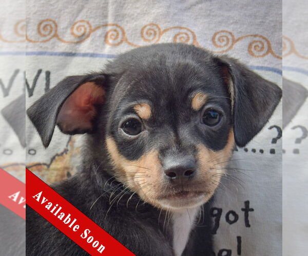 Medium Photo #1 Chipin Puppy For Sale in Huntley, IL, USA