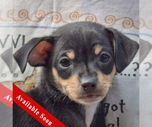 Chipin Dogs for adoption in Huntley, IL, USA