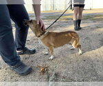 Small Photo #4 Jack Russell Terrier-Unknown Mix Puppy For Sale in Princeton, MN, USA