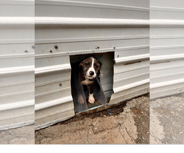 Medium Photo #3 Mutt Puppy For Sale in Tracy City, TN, USA