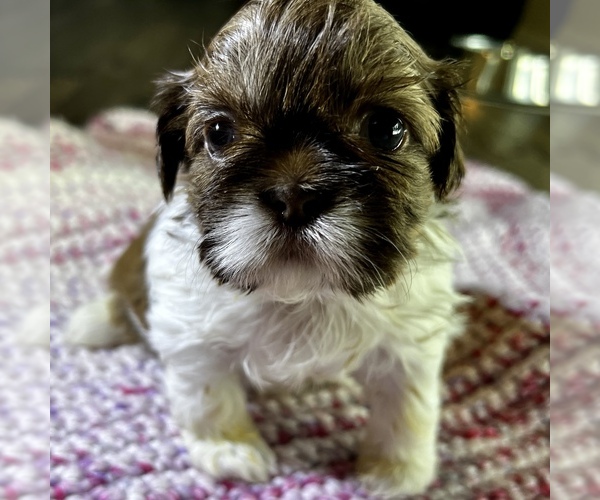 Medium Photo #9 Shih Tzu Puppy For Sale in MOORESVILLE, NC, USA