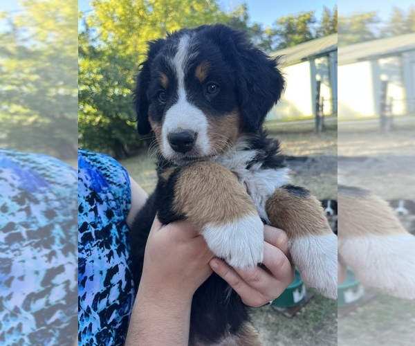 Medium Photo #2 Bernese Mountain Dog Puppy For Sale in PLAINS, MT, USA