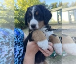 Small Photo #2 Bernese Mountain Dog Puppy For Sale in PLAINS, MT, USA