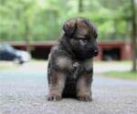 Small Photo #31 German Shepherd Dog Puppy For Sale in REDFIELD, AR, USA