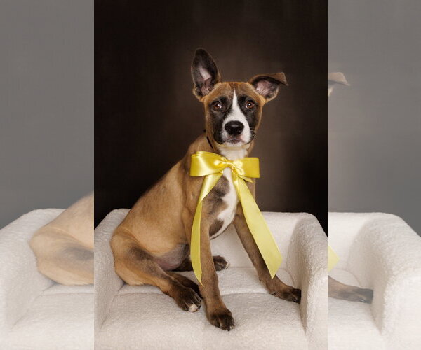 Medium Photo #1 American Staffordshire Terrier-Unknown Mix Puppy For Sale in McKinney, TX, USA