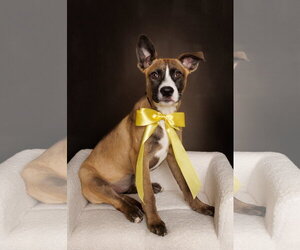 American Staffordshire Terrier-Unknown Mix Dogs for adoption in McKinney, TX, USA