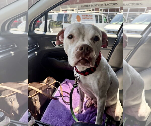 Medium Photo #8 Boxer-Mastiff Mix Puppy For Sale in Holly Springs, NC, USA