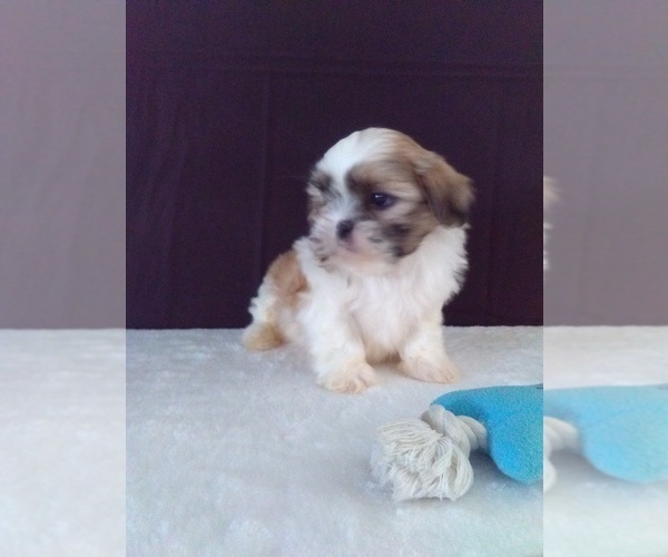 Medium Photo #3 Shih Tzu Puppy For Sale in SUGARCREEK, OH, USA