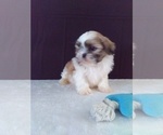 Small Photo #3 Shih Tzu Puppy For Sale in SUGARCREEK, OH, USA