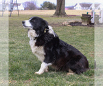 Small Photo #1 Border Collie Puppy For Sale in HONEY BROOK, PA, USA