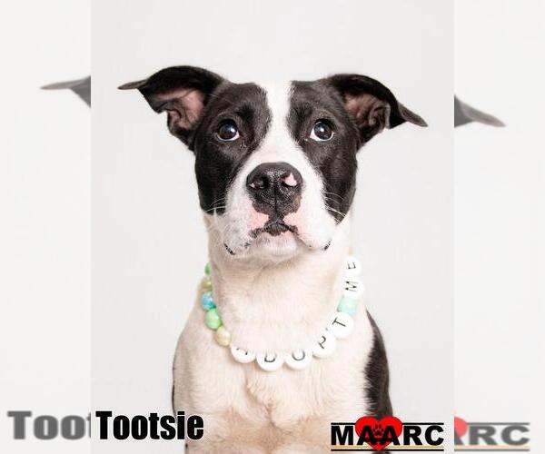 Medium Photo #13 Mutt Puppy For Sale in Maryville, TN, USA