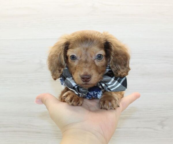 Medium Photo #3 Dachshund Puppy For Sale in LAS VEGAS, NV, USA